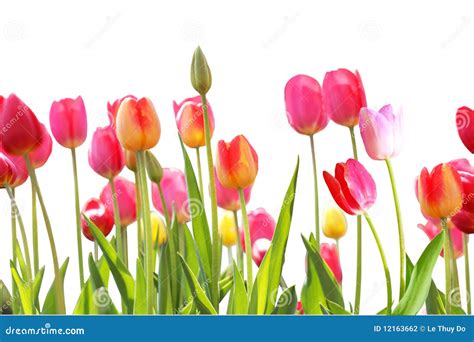 Tulips Garden stock photo. Image of pretty, foliage, outdoor - 12163662