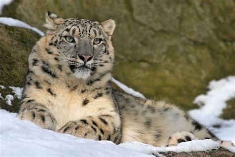 Tracking snow leopards - Himalayas | Transformational travel, Snow leopard, Luxury adventure