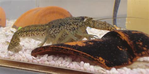 Marbled crayfish clone themselves - Business Insider