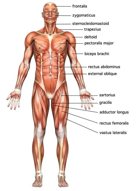 The muscular system explained. Also great pictures of the muscular ...