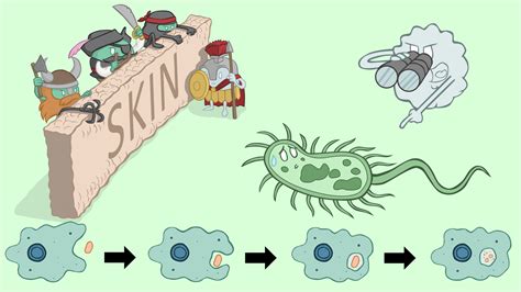 Immune System | The Partnership in Education