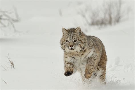 Bobcat Running in Snow | Anne-Marie Kalus | Flickr