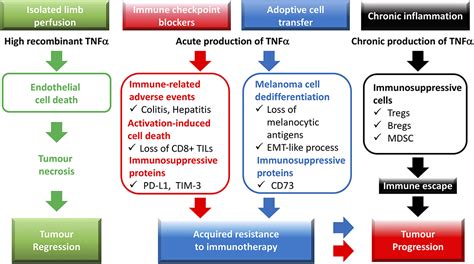 Frontiers | The TNF Paradox in Cancer Progression and Immunotherapy