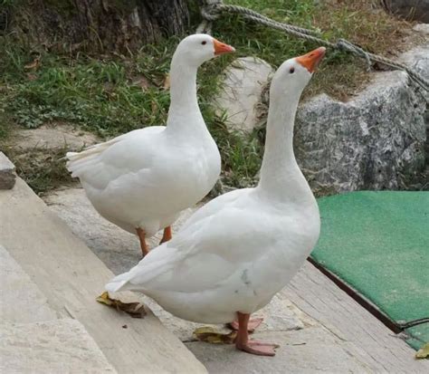 9 Geese Breeds, From The Friendliest to The Most Aggressive - Animal World Facts