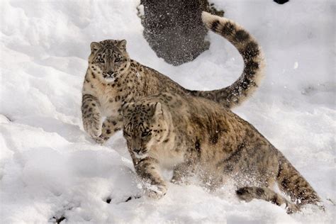 13 Wild Animals in Tajikistan [Wildlife in Tajikistan] - Kevmrc