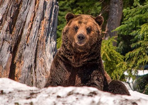 Bear watching in Canada | Travel guide | Audley Travel UK