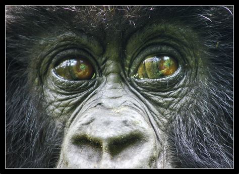 Gorilla Eyes | Taken in Parc National des Volcans, Rwanda G… | Flickr - Photo Sharing!