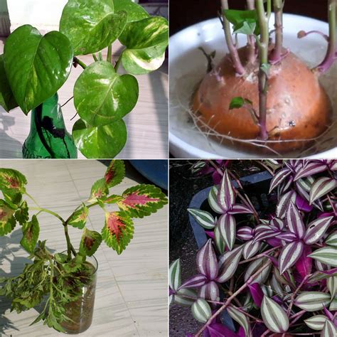 8 Best Indoor plant grow in water | Water garden plants - Naturebring