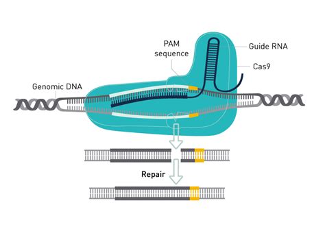 Genome editing (CRISPR/Cas9) | Diagenode