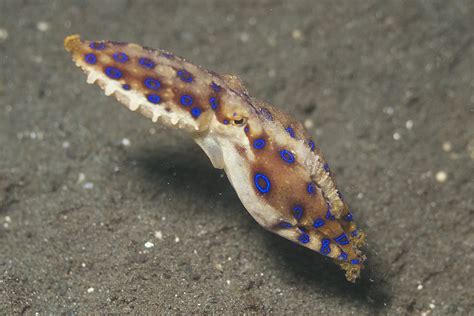 Blue Ringed Octopus – Don't Forget the Bubbles