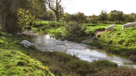 Thames River near its source in Cotswold | Thames path, Cotswolds, Nature reserve