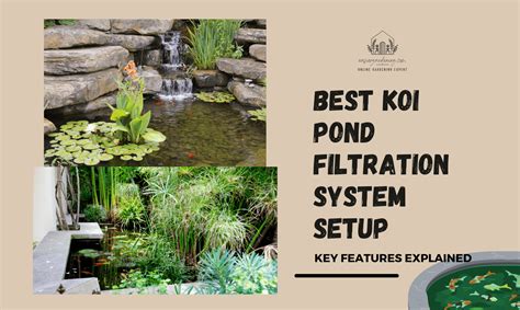 Best Koi Pond Filtration System Setup: Right Location & Care