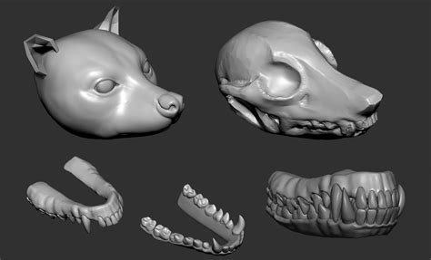 ArtStation - 2018 - Raccoon head anatomy study