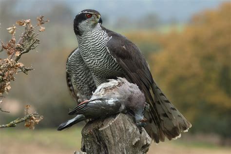 Northern goshawk (Accipiter gentilis)