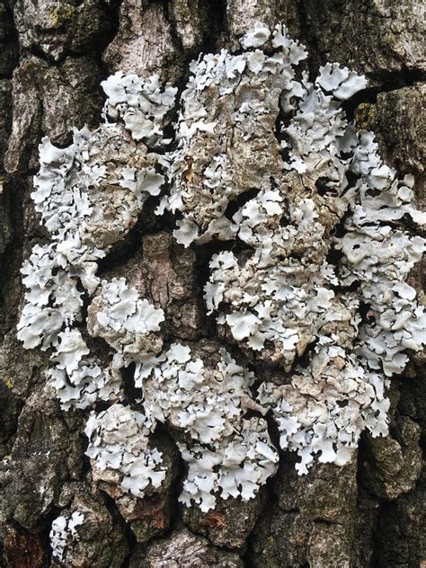 Tree Lichens: Treating Lichen On Tree Bark