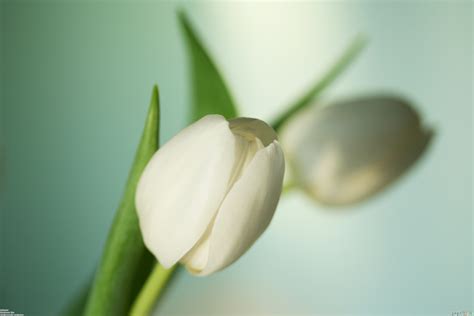 White Tulips Wallpaper - WallpaperSafari