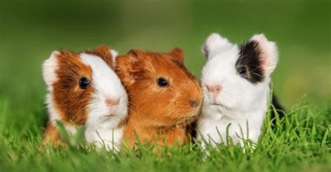 Guinea Pig - A-Z Animals