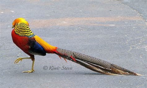 Male Golden Pheasant | The adult male is 90-105 cm in length… | Flickr