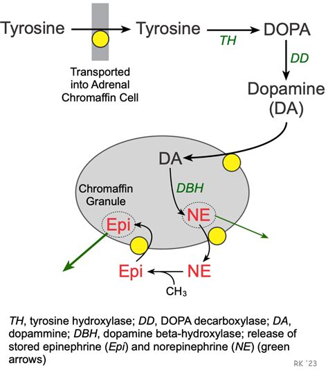 CV Pharmacology | Norepinephrine, Epinephrine and Acetylcholine ...