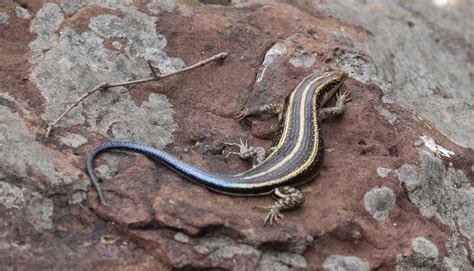 Blue-tailed Lizard – BirdLife eThekwini KZN