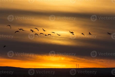 Geese in Flight Sunset 5901902 Stock Photo at Vecteezy