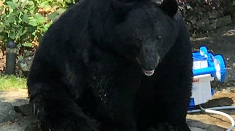 Answer Man: Biggest black bear ever in North Carolina?