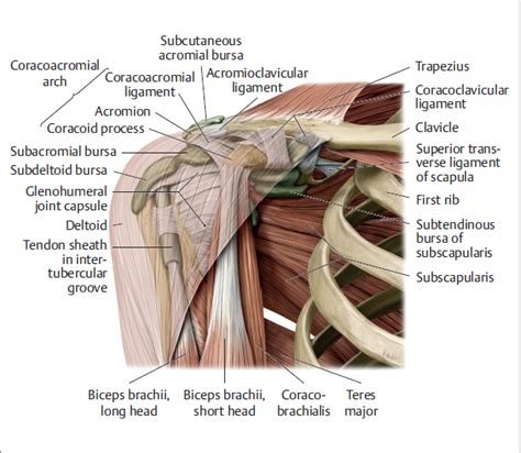 2 The Shoulder: Diagnostic Imaging | Musculoskeletal Key