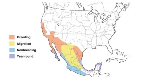 Orioles in California! (3 species w/ range maps) - Bird Watching HQ