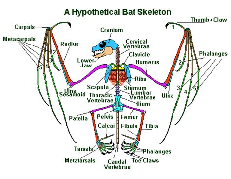 Bat Anatomy | Welcome to Bat Anatomy | Bat skeleton, Bat anatomy, Anatomy