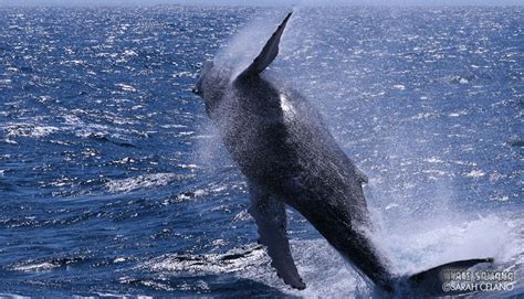 Samana Bay Whale Watch Tours - Online Reservations for Whale Watching Trips in Samana Bay ...