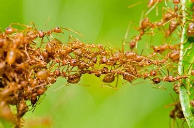 Collective Noun for Ants