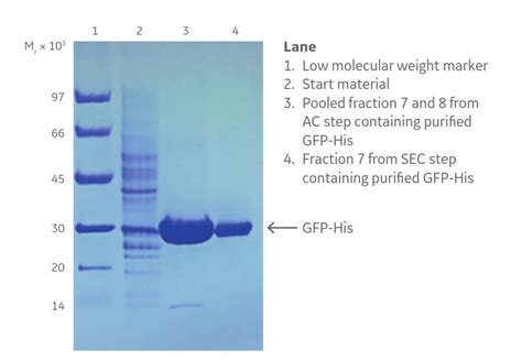 Routine protein purification with ÄKTA go | Cytiva