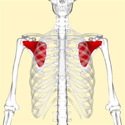 Subscapularis muscle - Wikipedia