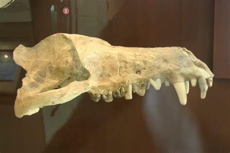 Andrewsarchus mongoliensis | chief Andrews (after Roy Chapma… | Flickr