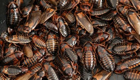 How to Breed Dubia Roaches Faster | Breeding Tips