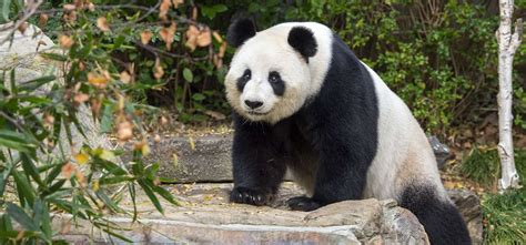 Panda and Friends - Meet our playful pandas at Adelaide Zoo