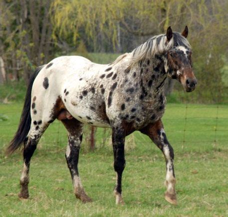 Pin by anna mostoller on Horsies | Appaloosa horses, Horses, Beautiful horses