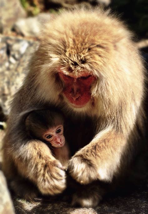 Japanese macaque – baby – Julie GABUS