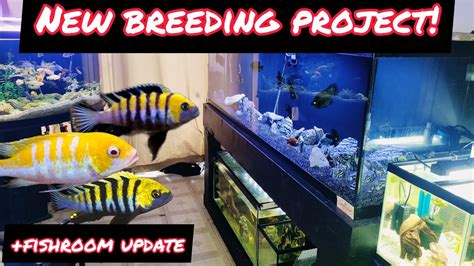 NEW RARE CICHLID BREEDING PROJECT!! + FISHROOM UPDATE - YouTube