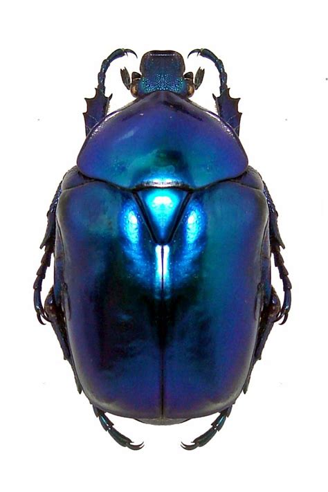 Blue Beetle | Beetle insect, Beautiful bugs, Insects