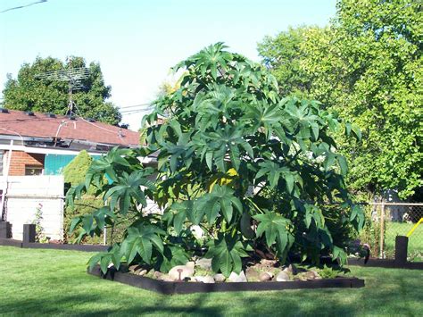 castor bean tree 002 | Jim Taylor's castor bean tree. The la… | Flickr