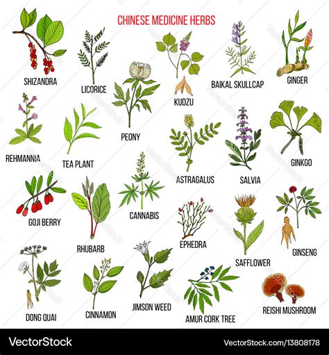 Chinese medicinal herbs Royalty Free Vector Image