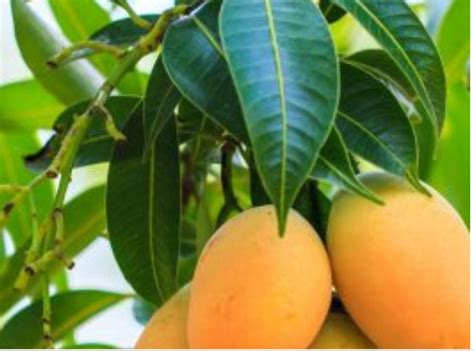 mango leaves benefits - FabWoman | News, Celebrity, Beauty, Style, Money, Health Content For Women