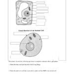 Anatomy Of The Composite Cell Worksheet Answers | Anatomy Worksheets