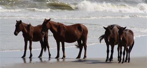 Corolla Wild Horse Tours – K-Club OBX