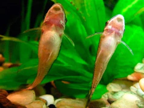 Otocinclus – Detailed Guide: Care, Diet, and Breeding - Shrimp and Snail Breeder