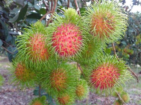 Rambutan Seedling – Lunti - We Grow Opportunities