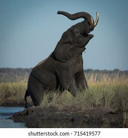 Best Elephant Trumpeting Royalty-Free Images, Stock Photos & Pictures ...