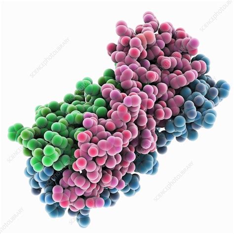 Ebola virus glycoprotein - Stock Image - C015/4458 - Science Photo Library