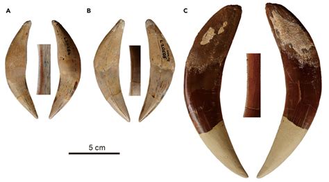 The saber-teeth of two new Sabertooth Cats (Machairodontinae) that were described from the early ...